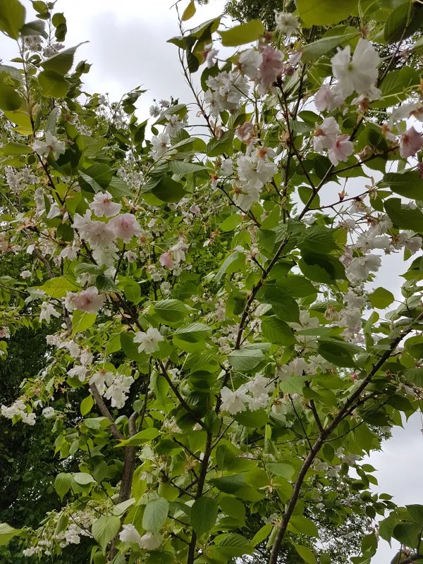 Prunus serrulata "Shôgetsu"