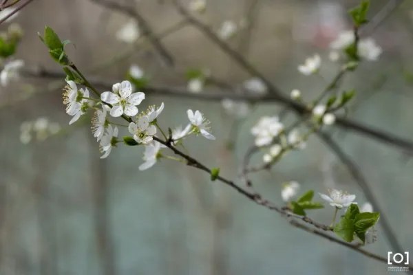 Prunus x "Catherine"