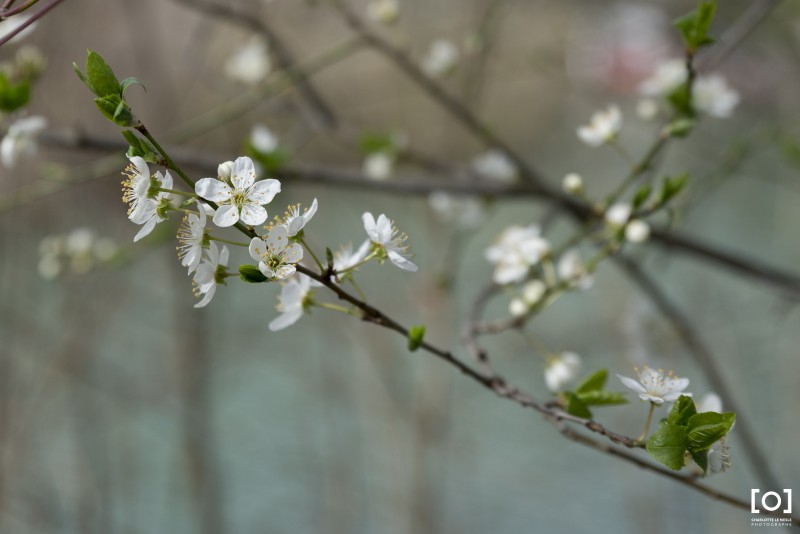 Prunus x "Catherine"