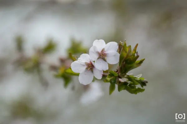 Prunus x "Catherine"