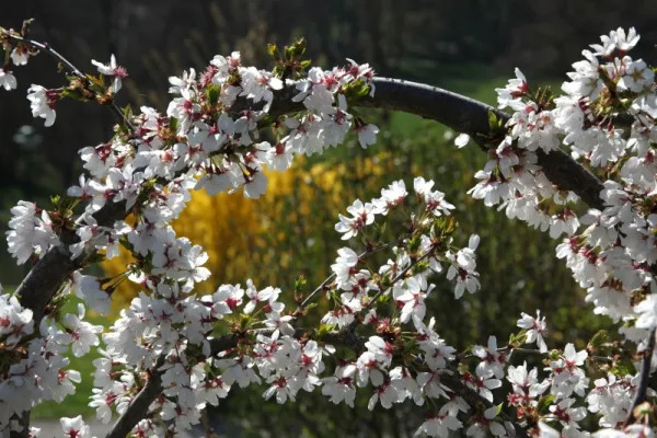 Prunus x subhirtella "Snow Showers"