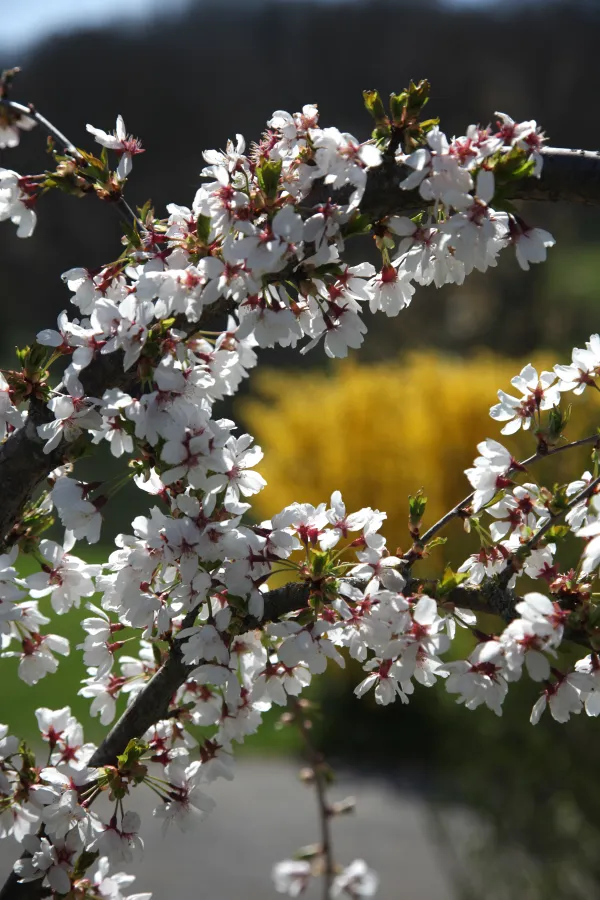 Prunus x subhirtella "Snow Showers"