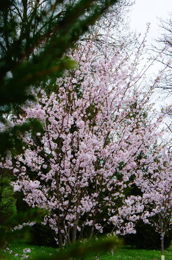 Prunus x "Tilstone Hellfire"