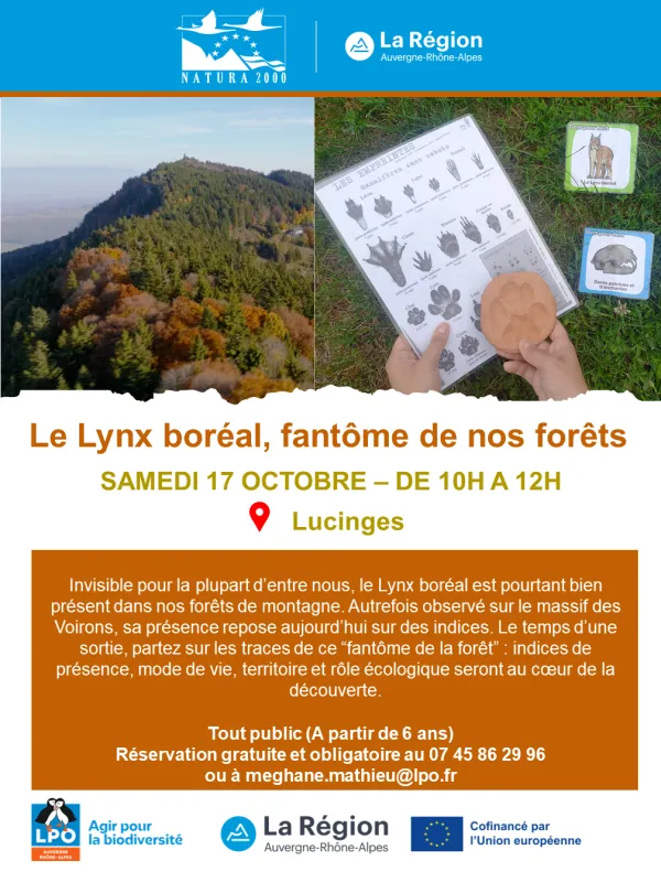 Le Lynx boréal, fantôme de nos forêts