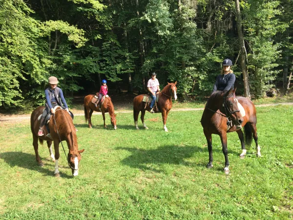 Chevaux sous le soleil