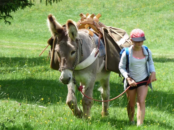 Rando âne, dans le Val des Usses
