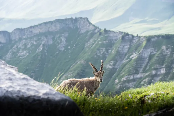 Randonnée : Bouquetin, chamois & autres habitants