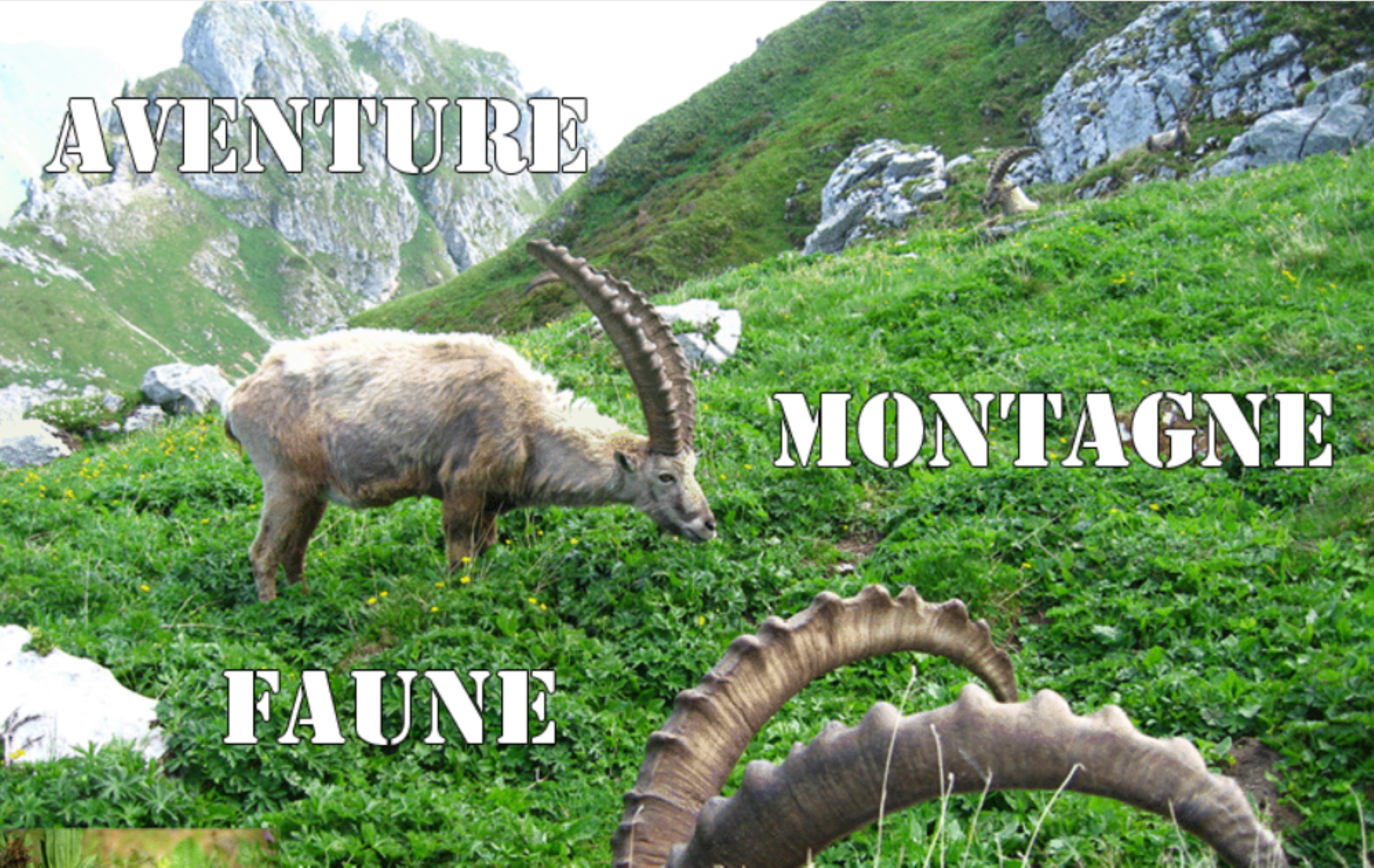 Rando faune à Saxel