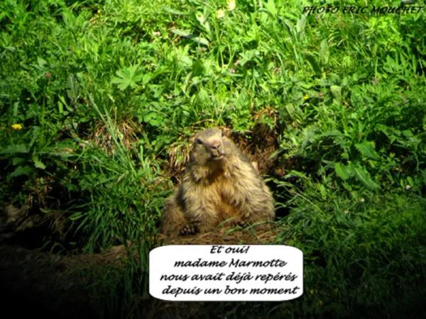 mamotte