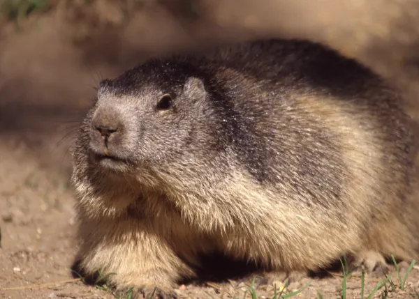 Randonnée 1/2 journée Découverte des marmottes