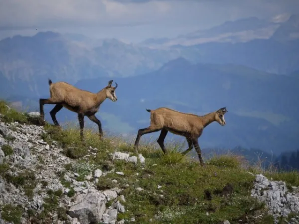 Randonnée 1/2 journée Lever du jour avec les chamois