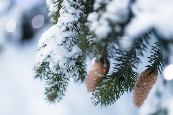 Le Chemin de Fanou Hiver
