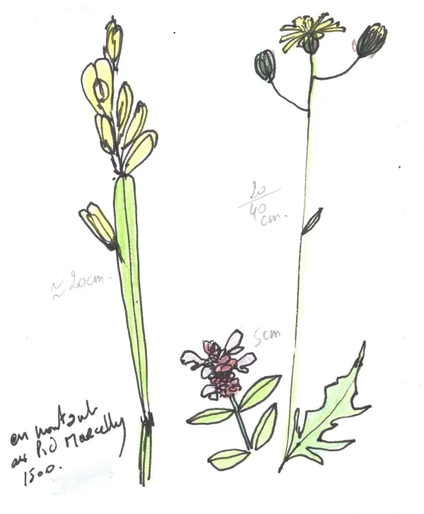 Randonnée et dessin_Reignier-Esery