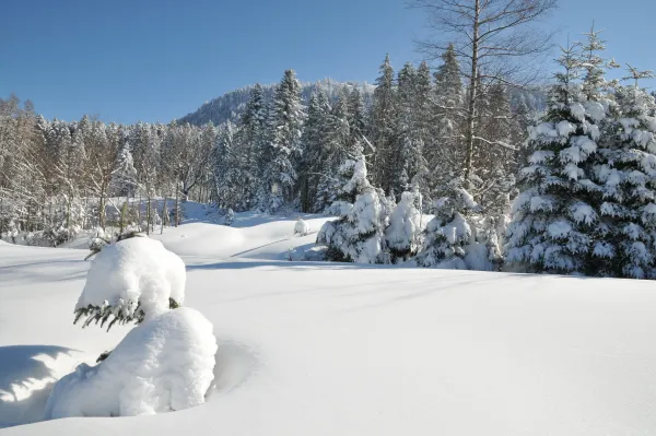 Sapins enneigés