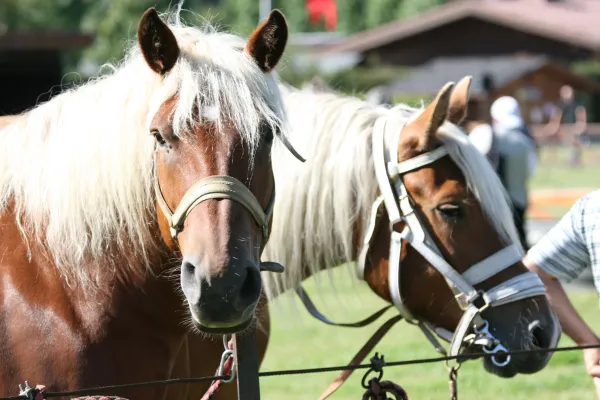 Randonnées découverte à cheval