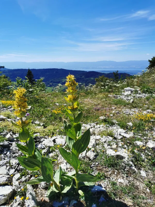 Randonnée "Les Crêtes d'Hirmentaz" depuis Habère-Poche