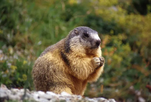 Randonnée marmottes - Carole Gauthier