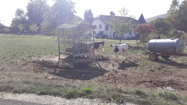 Bétail