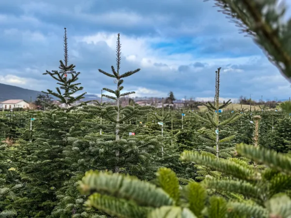 Sapins Blanc