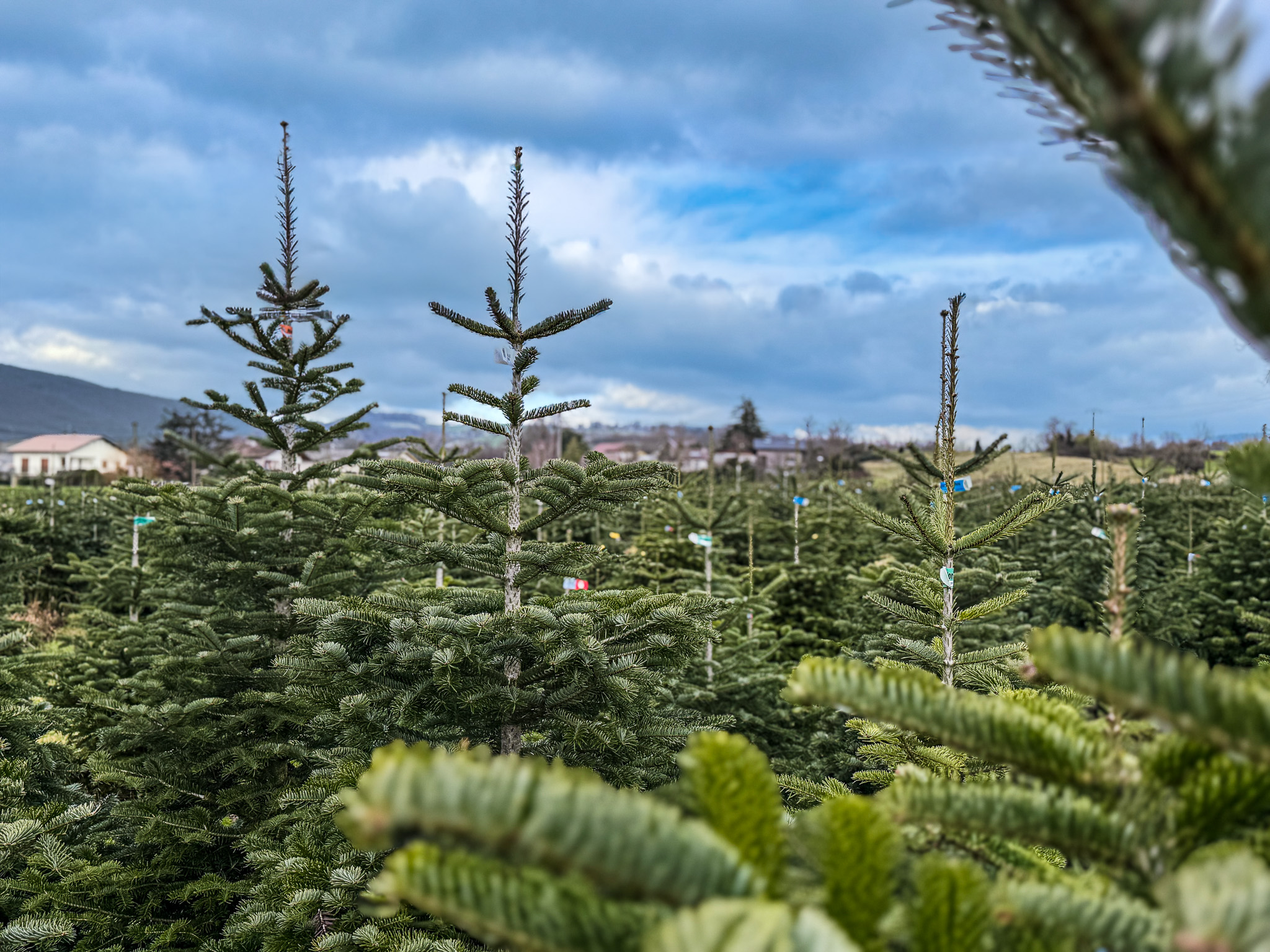 Sapins Blanc_Vallières-sur-Fier