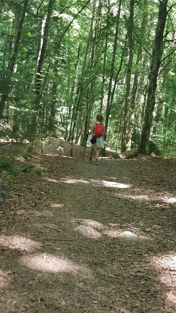 sentier pédestre : sentier forestier de Mayères