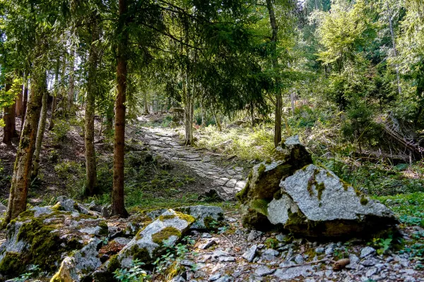 chemin en granit dans la forêt