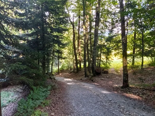 Sentier VTT : boucle du Bois de Fessy