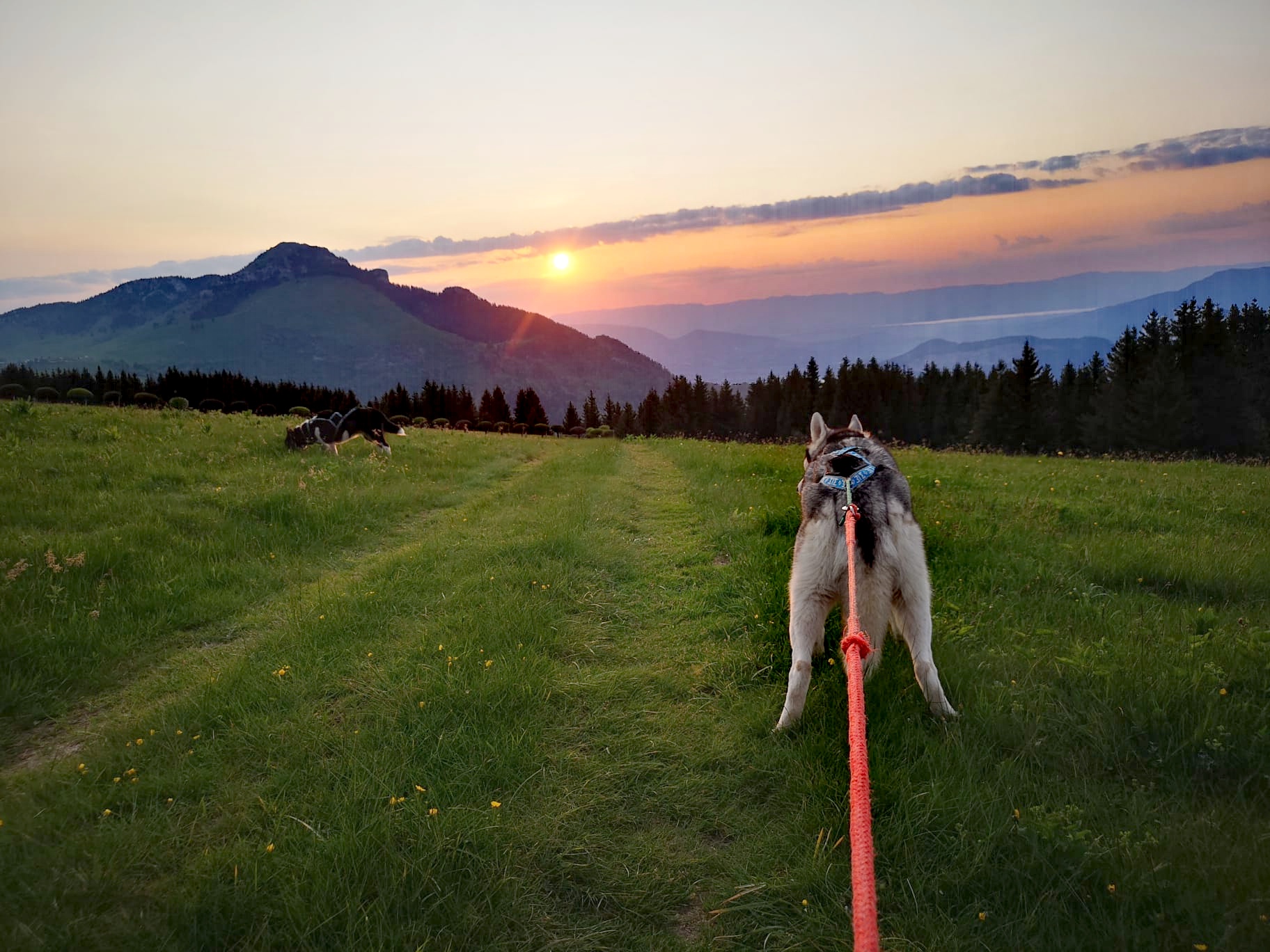 Cani balade
