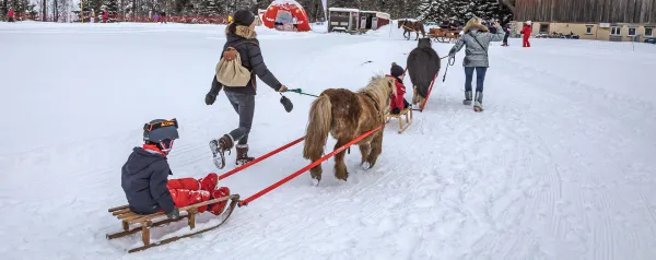 Sortie découverte en Poney-Luge