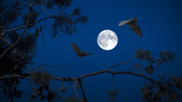 Sortie Nature, Chauves-souris