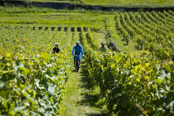 Sortie VTC électrique - Plateau de Gavot et vignes de Marin