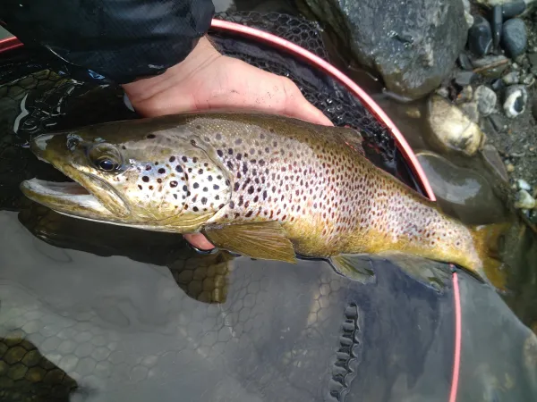 Stage de pêche de la truite aux leurres