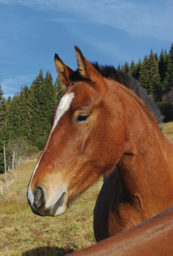 Stage d'équitation