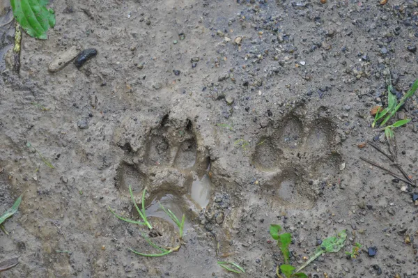 Sur les traces de la faune