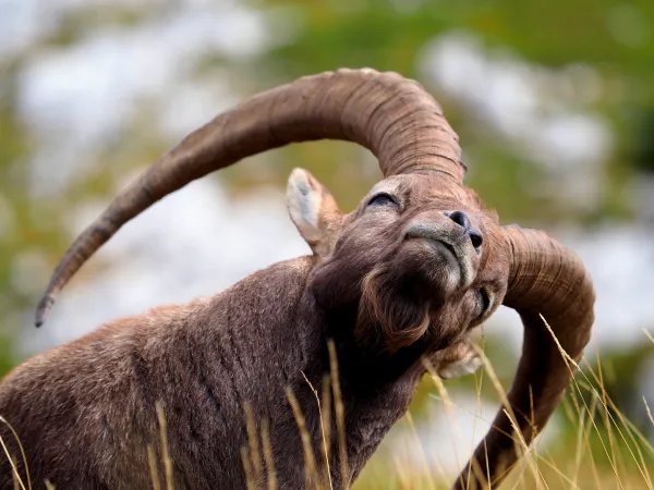 Faune sauvage