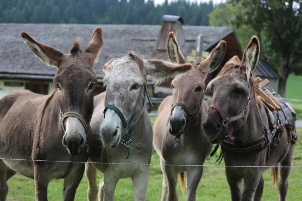 Tour découverte sur un âne ou un poney, avec Les Galopins