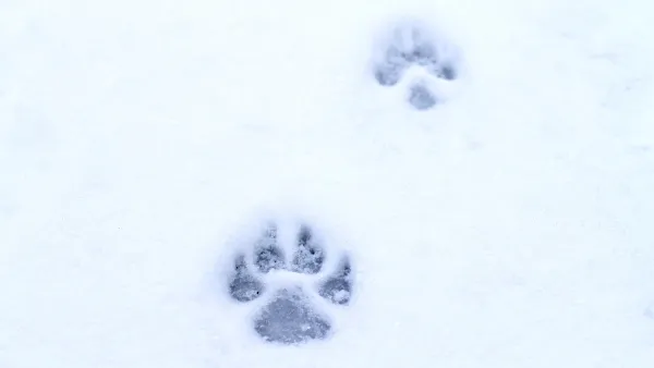 Traces de vie en montagne