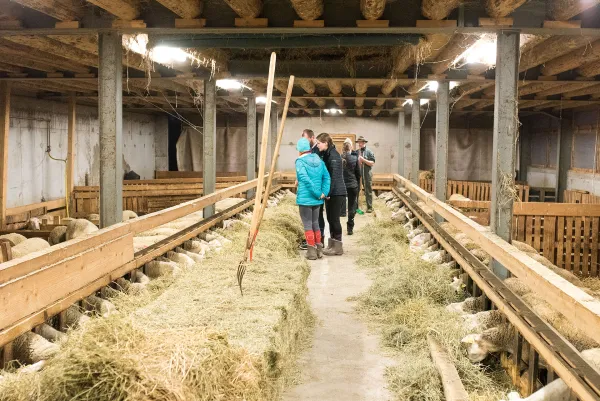 Visite à la bergerie et traite des brebis