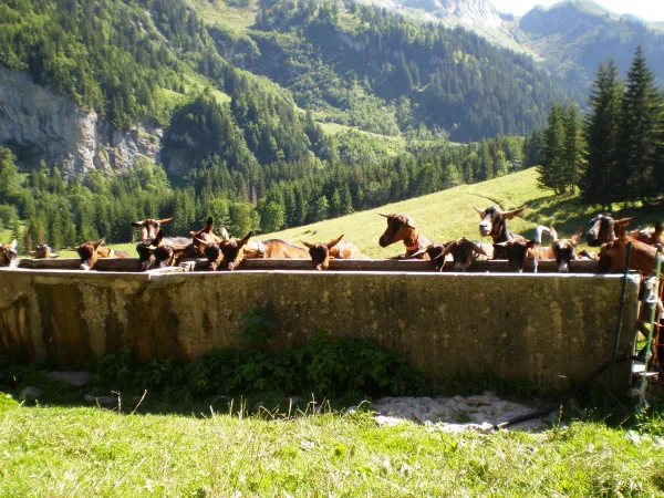 Visite à l'Alpage de Sommier d'Aval