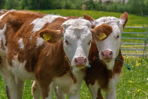 Visite privée de la ferme sur demande