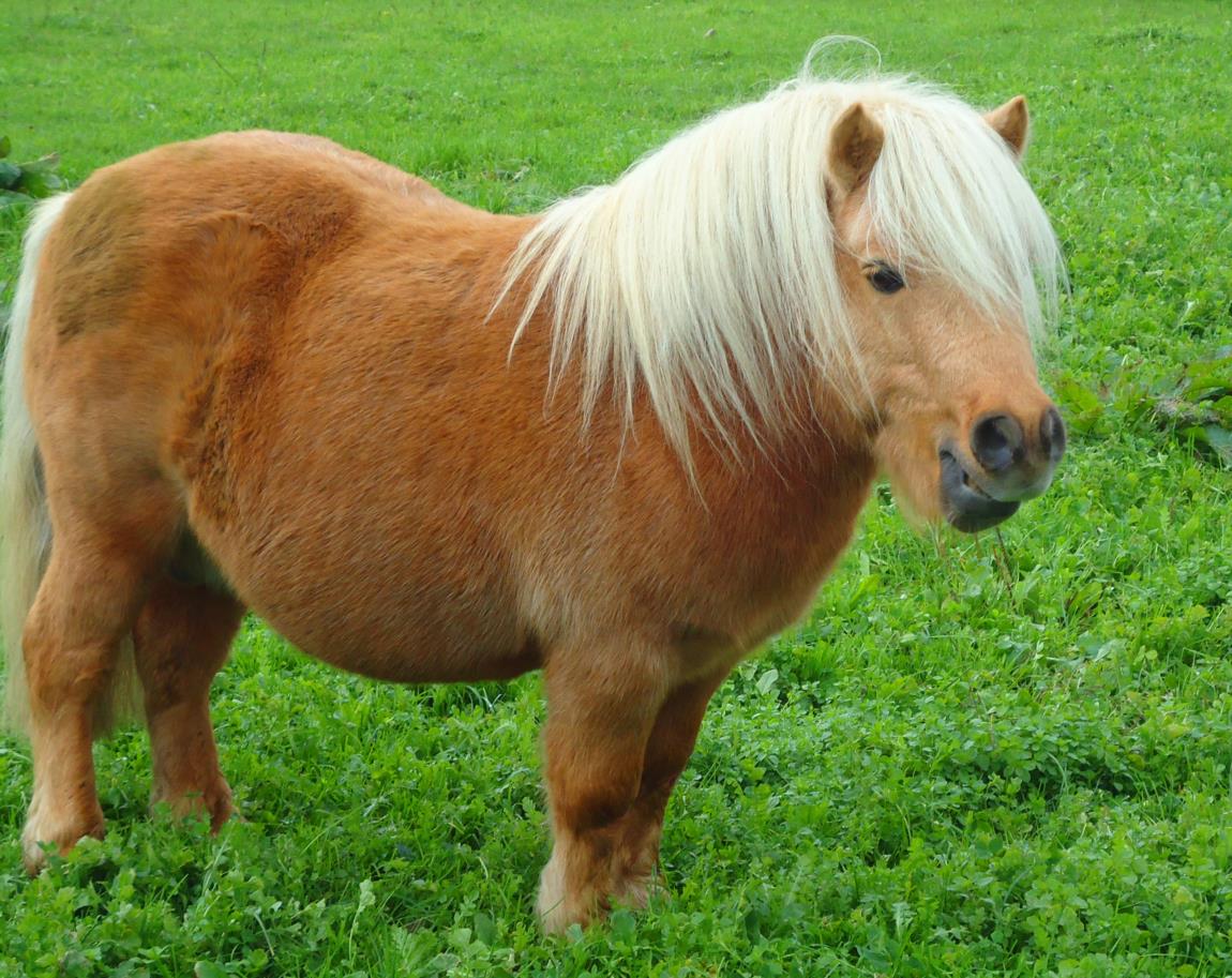 Baptême poney - promenade à Bloye