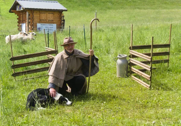 Animation "Le berger et ses chiens"