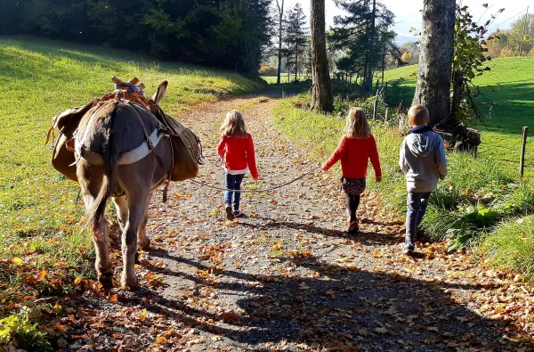 Balade avec les ânes