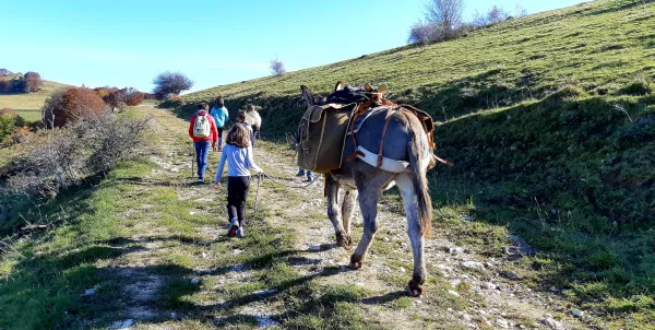 Balade avec les ânes