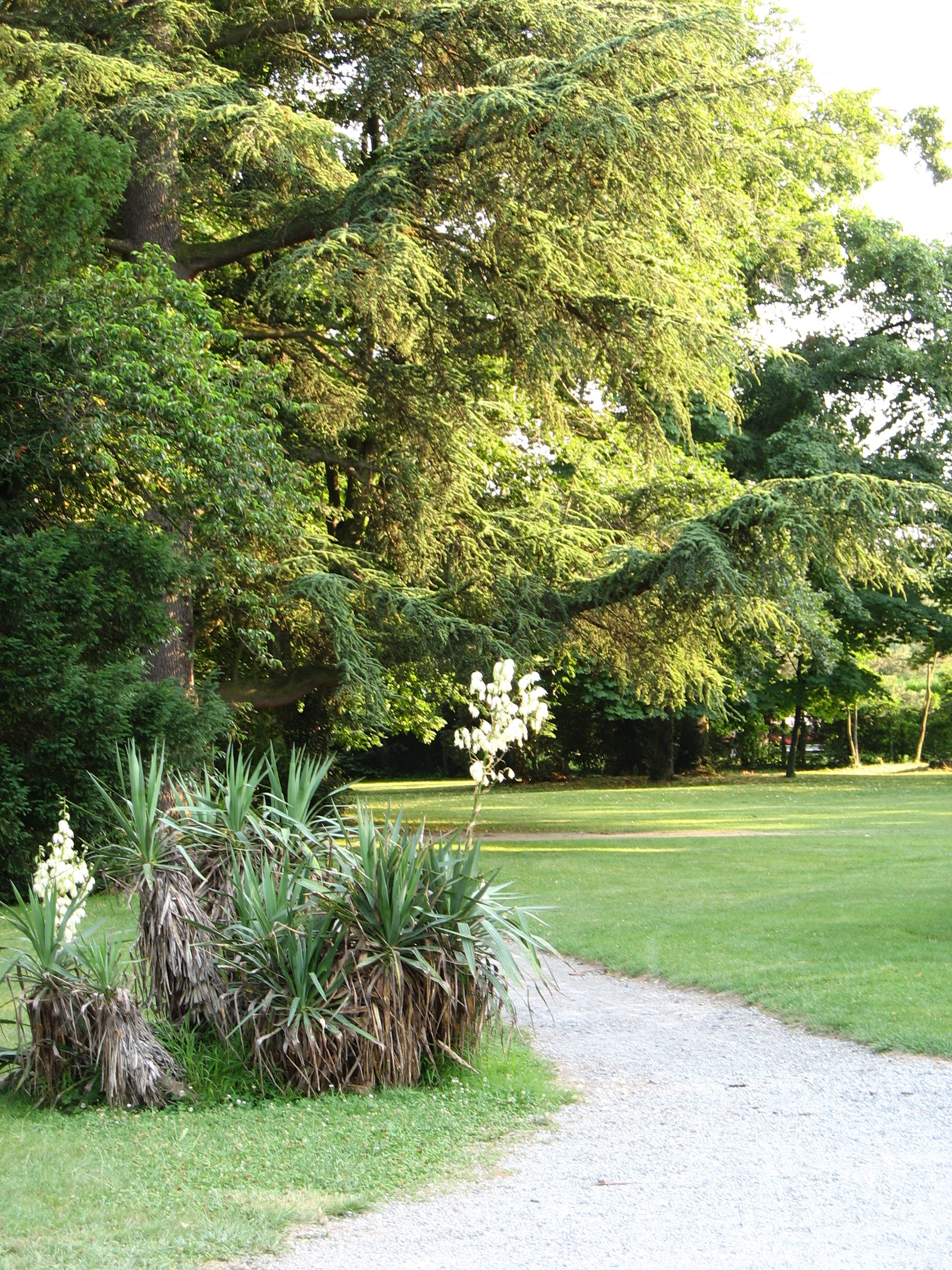 Arbres remarquables à Publier