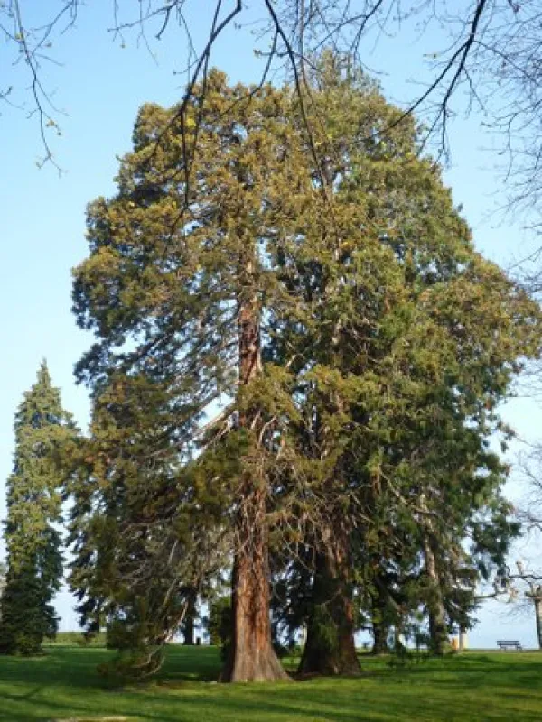 Arbres remarquables