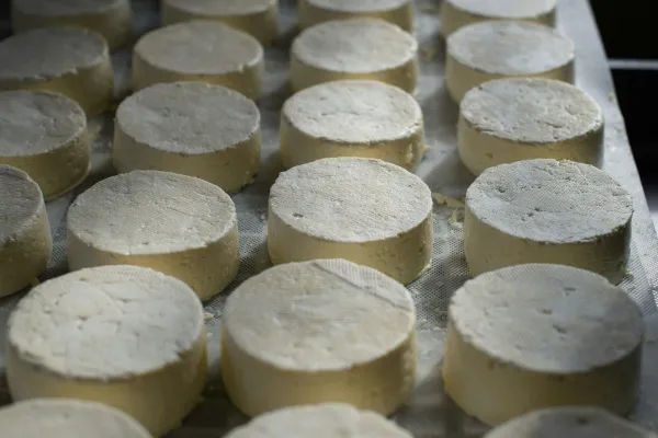 Atelier du lait au fromage à la ferme du Petit Mont