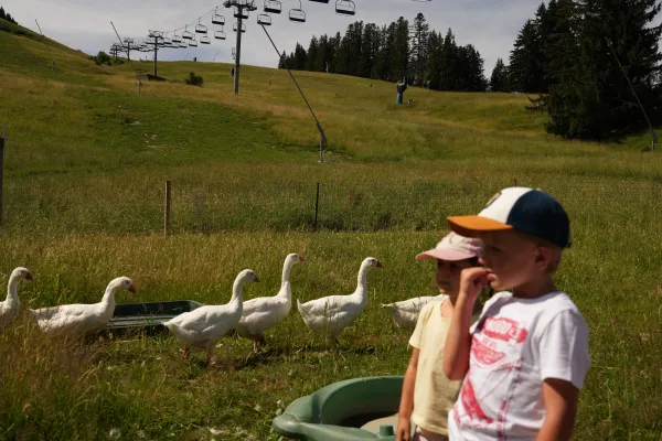 Atelier "Observation et traces des animaux de montagne"
