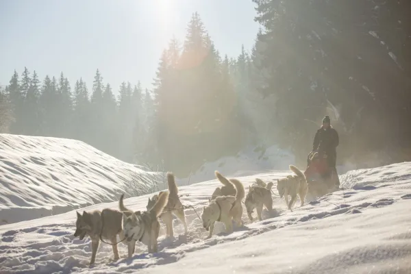 Balade en chiens de traineau à Passy Plaine-Joux