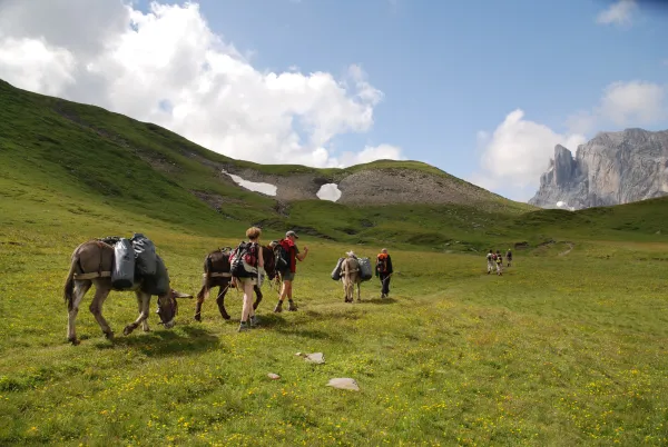Balade encadrée avec les ânes de Jean-Luc